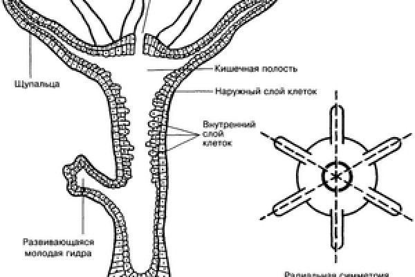 Кракен блэк спрут